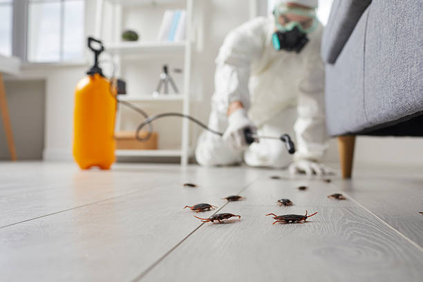 Affordable Termite Control solutions in Eunice, LA